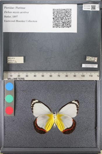 Media type: image;   Entomology 139988